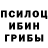 Псилоцибиновые грибы Psilocybine cubensis Tatty burysh